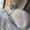 シャムミックスの女の子(FeLV) サムネイル4