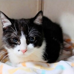 ネスタ猫の里親会@荻窪 サムネイル2