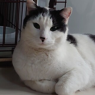 優しいお顔と大人しい性格の成猫さん！