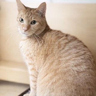 ナデナデ大好き❤️茶トラあつあげくん