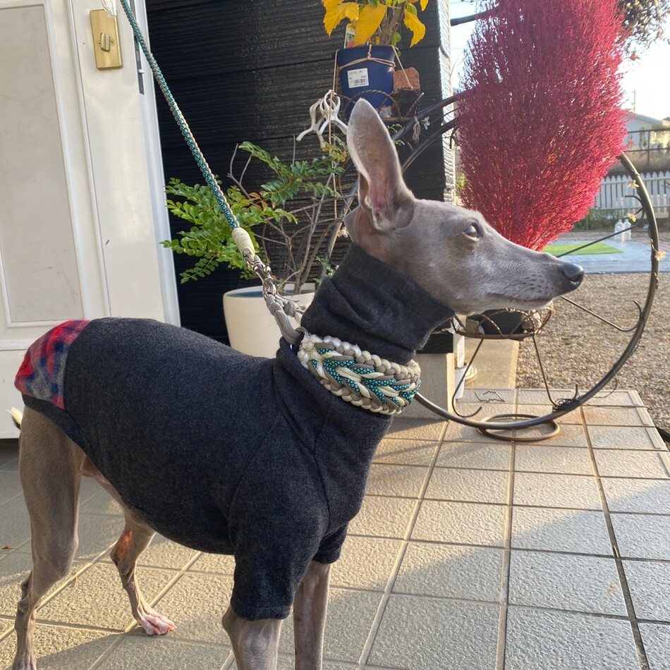 チーフのカバー写真