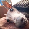 チーフ