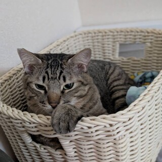 お外で一生懸命生きてきたキジトラさん保護しました！