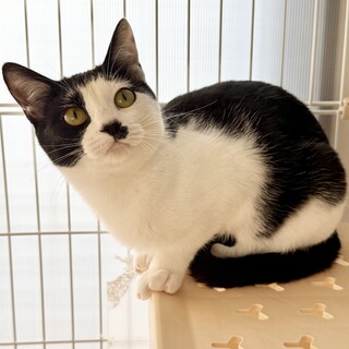 【1/18譲渡会】つぼみ(人慣れトレーニング中)