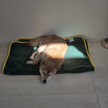 日向ぼっこ・・・リラックスできるようになってきたね♡
