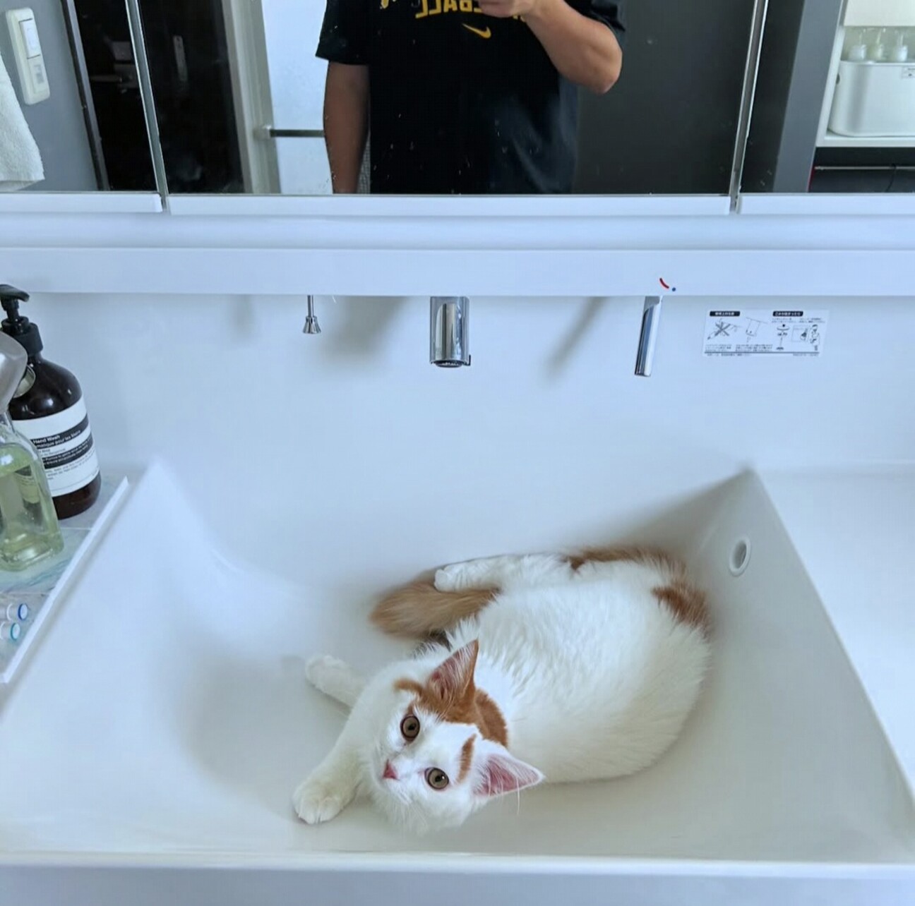 人懐っこい立耳スコティッ」埼玉県 - 猫の里親募集(534468