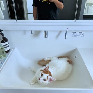 人懐っこい立耳スコティッシュフォールド　グクくん♡