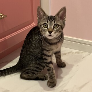 【1/18恵比寿】天真爛漫な甘えん坊キジトラ兄妹