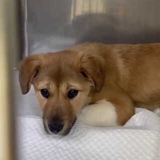 人馴れ訓練中♡可愛い仔犬の【みやび】ちゃん