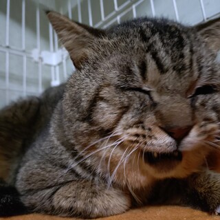 これでも目、開いてます！ナレナレな九兵