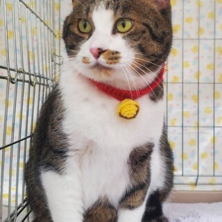 【3/29 東日本橋】BIGだぞ♡オバマくん