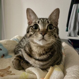 見た目美猫、中身変わり者、チャレンジャー求む！