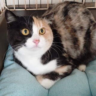 めずらしい色みの三毛猫 ♡ ”やちる”ちゃん