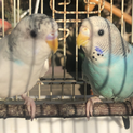 セキセイインコ幼鳥の里親募集します