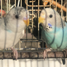 セキセイインコ幼鳥の里親募集します サムネイル1