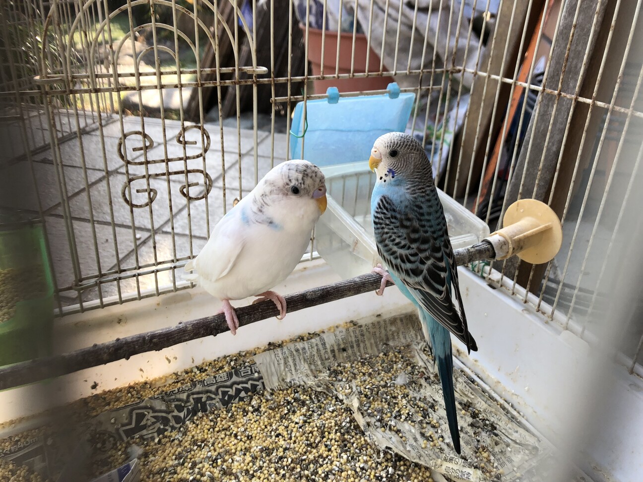 セキセイインコ幼鳥の里親募集します サムネイル2
