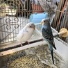 セキセイインコ幼鳥の里親募集します サムネイル2