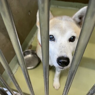 人馴れしています☆柴風の【もち吉】くん