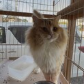 ノウェージャン　ノルウェージャンフォレストキャット
