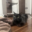 黒猫里親募集中
