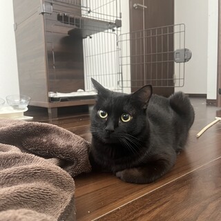 黒猫里親募集中