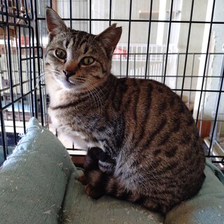 �Â��t�F�C�X �g�����ȁh �� �g�����h �ɂ��܂���