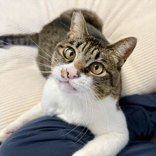 【1/18譲渡会】猫太郎くん(単独飼い)