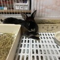 うさぎ 5歳