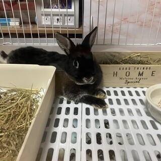 うさぎ 5歳