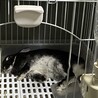 うさぎ 5歳 サムネイル2