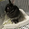 うさぎ 5歳 サムネイル3