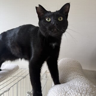 【1/18譲渡会】モンジュくん