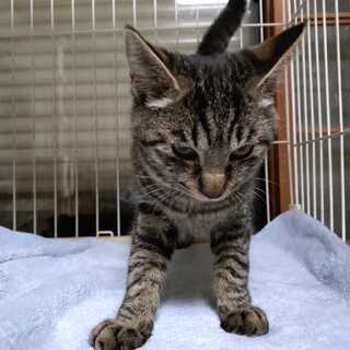 ナレナレハンサム “と～り” 君がと～ります