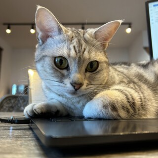 アメリカンショートヘア　美人なテテちゃん♡