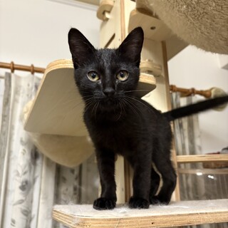 可愛い黒猫 ミミくん」山口県 - 猫の里親募集(534492) :: ペットの