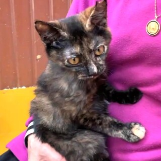 尾長で人懐っこい黒さびちゃん