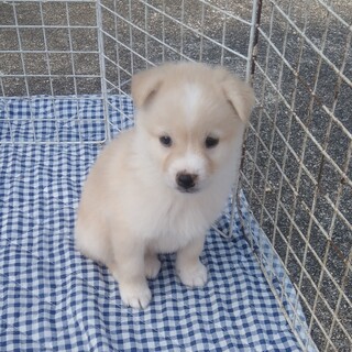 人懐っこいチロ君