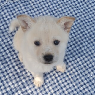 人懐っこいモモちゃん