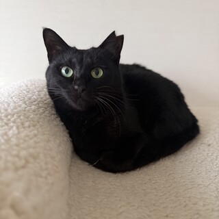 【1/18譲渡会】カノンちゃん