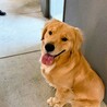 ゴールデンレトリバーの雄1歳です。 サムネイル2