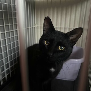 すごく人馴れしてるのにかっこ良い黒猫くん