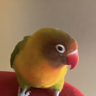 ボタンインコの里親募集しております