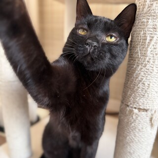 【1/18譲渡会】ひかり(ハンデはスペシャル)