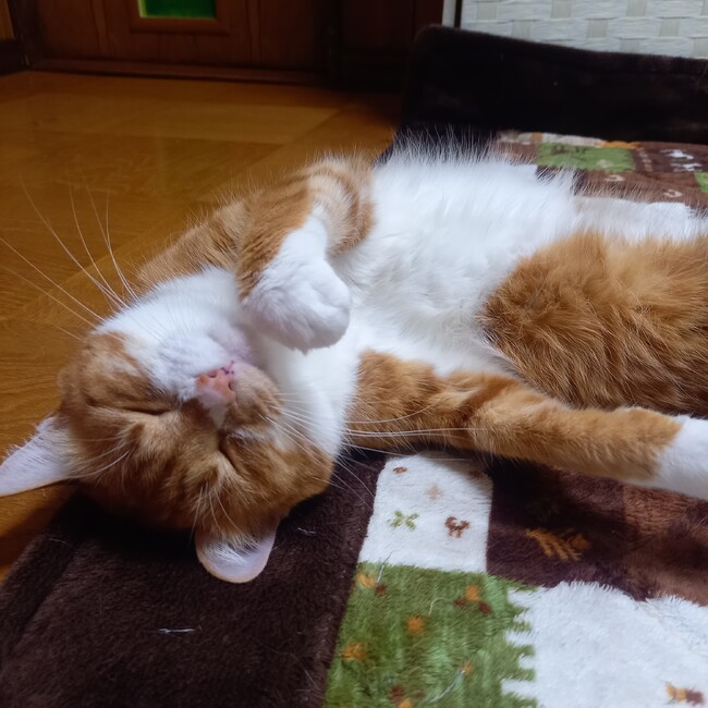 chiroのカバー写真