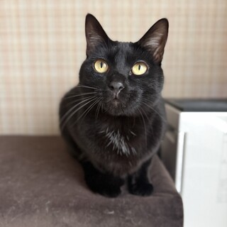 【1/18譲渡会】みらいくん