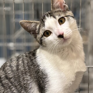 家猫修行中！可愛いキジシロくん