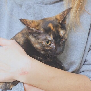 短い尻尾が可愛い‼️サビ猫さとちゃん♥️