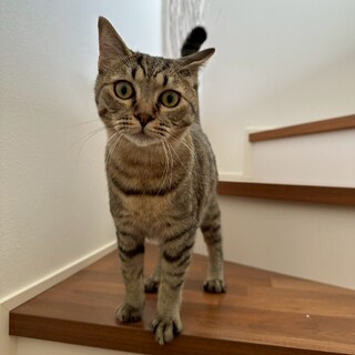 子猫なのにおじいちゃんのように穏やかなテトくん