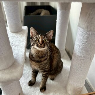 シャーシャーから一転「私を見て〜♡」なキキちゃん