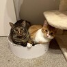 シャーシャーから一転「私を見て〜♡」なキキちゃん